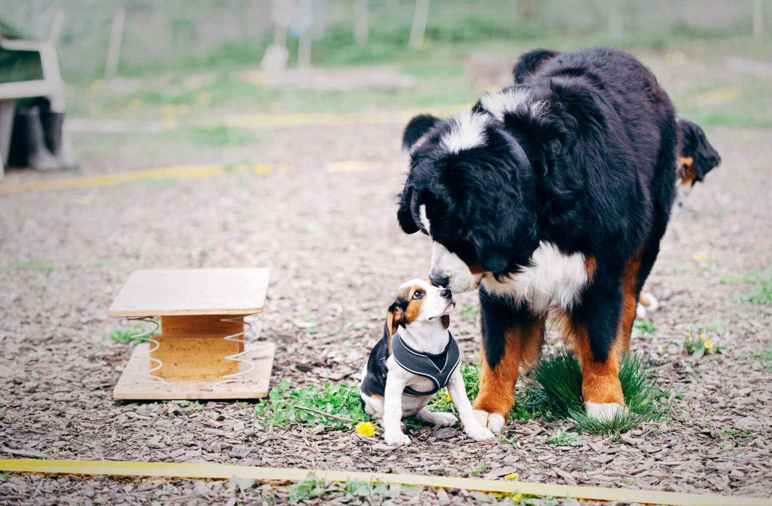 Welpe und Hund in der Hundeschule