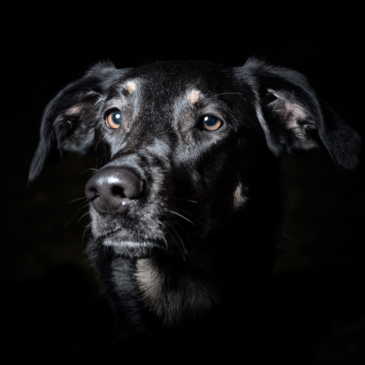 Kopfportrait eines Hundes