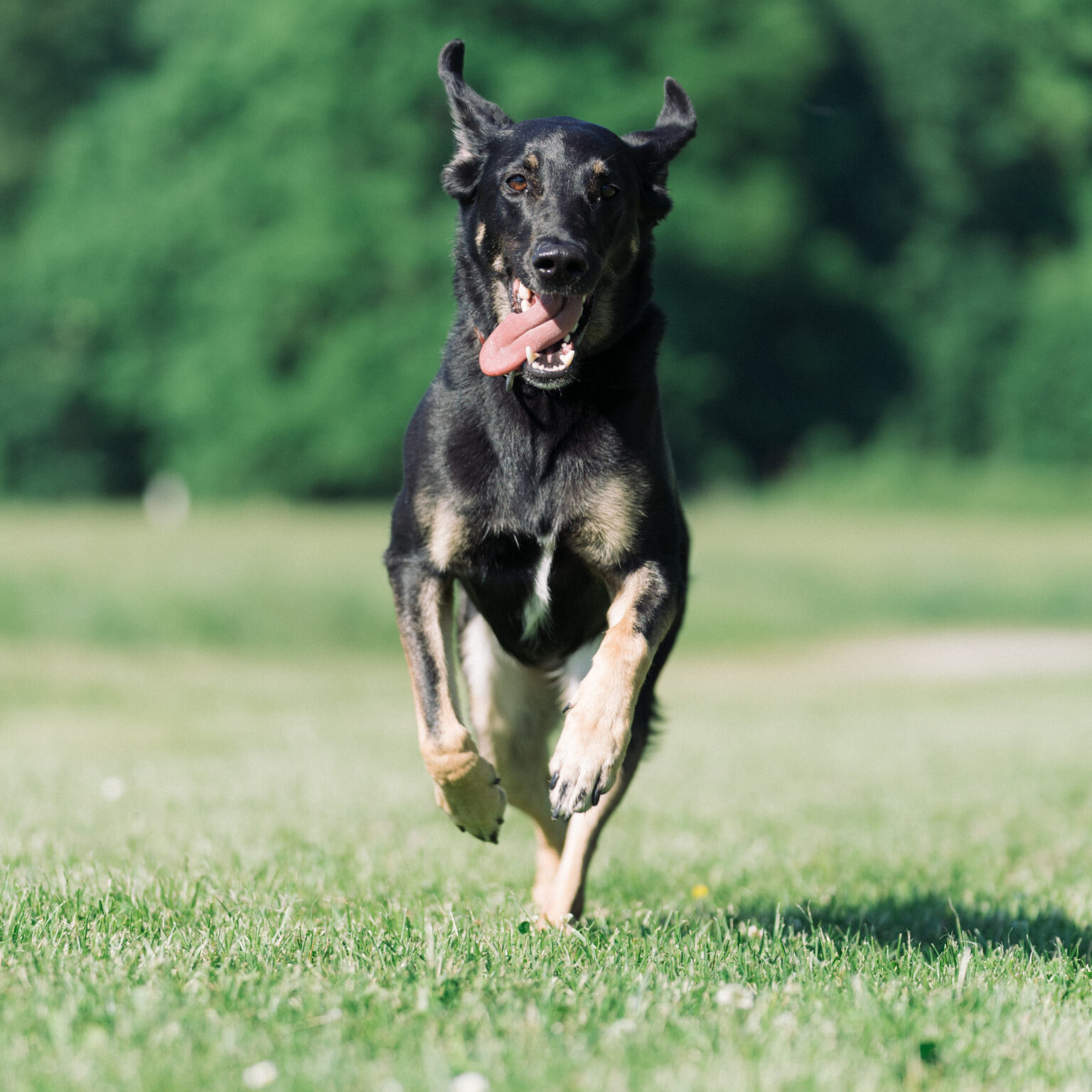 Hund rennt frontal