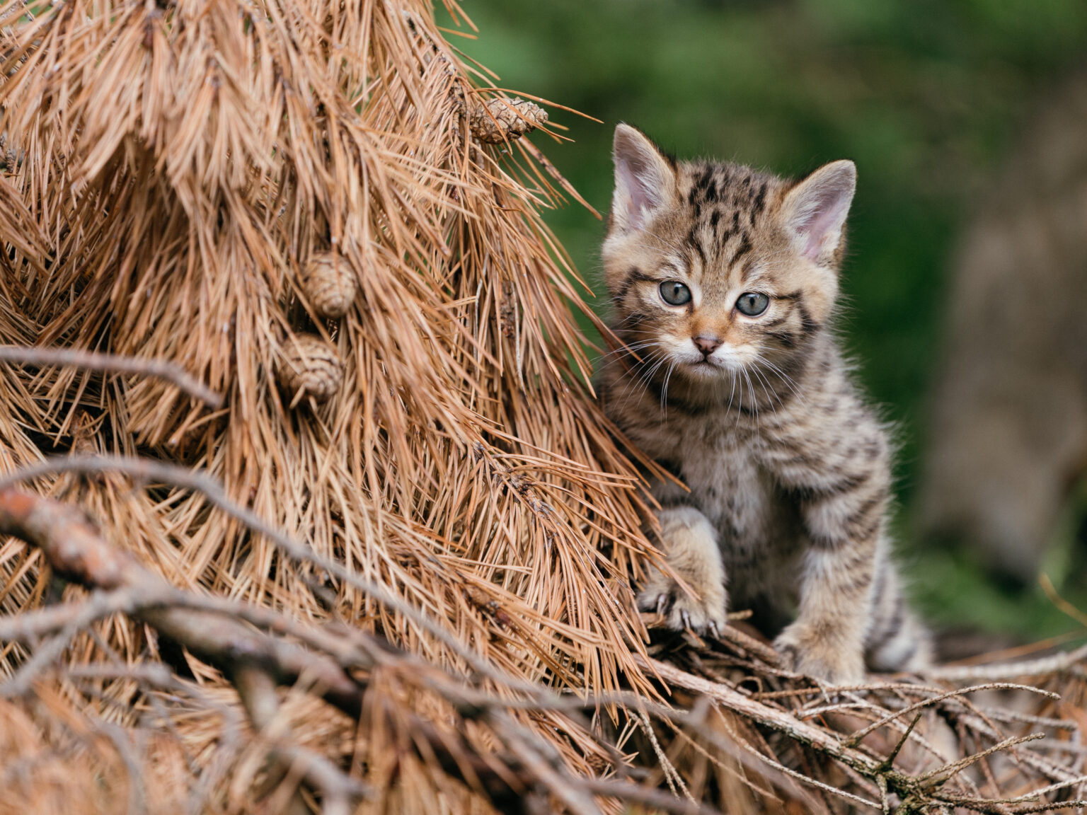Wildkatzenjunges