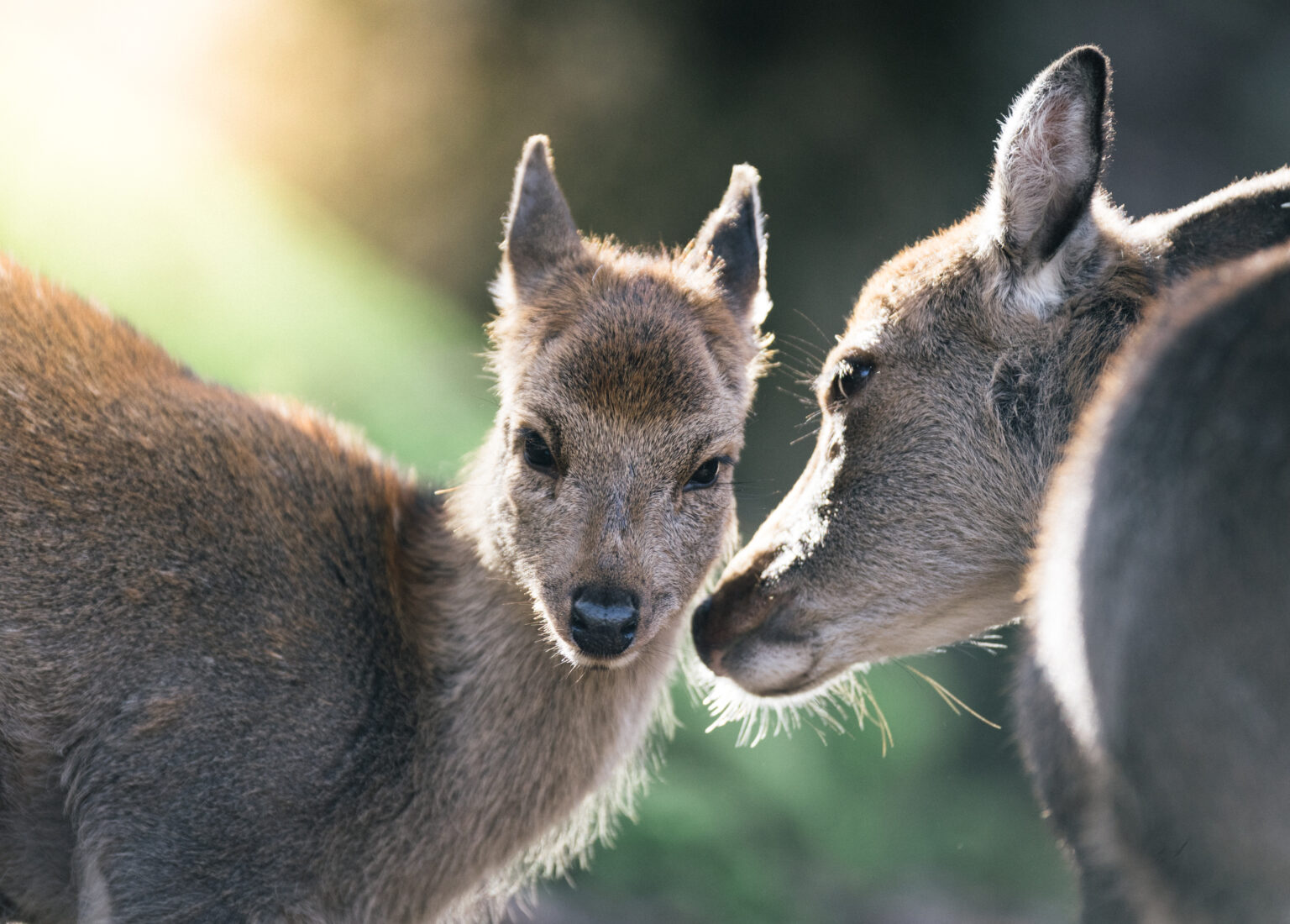 Sikahirschkuh mit Sikahirschkalb