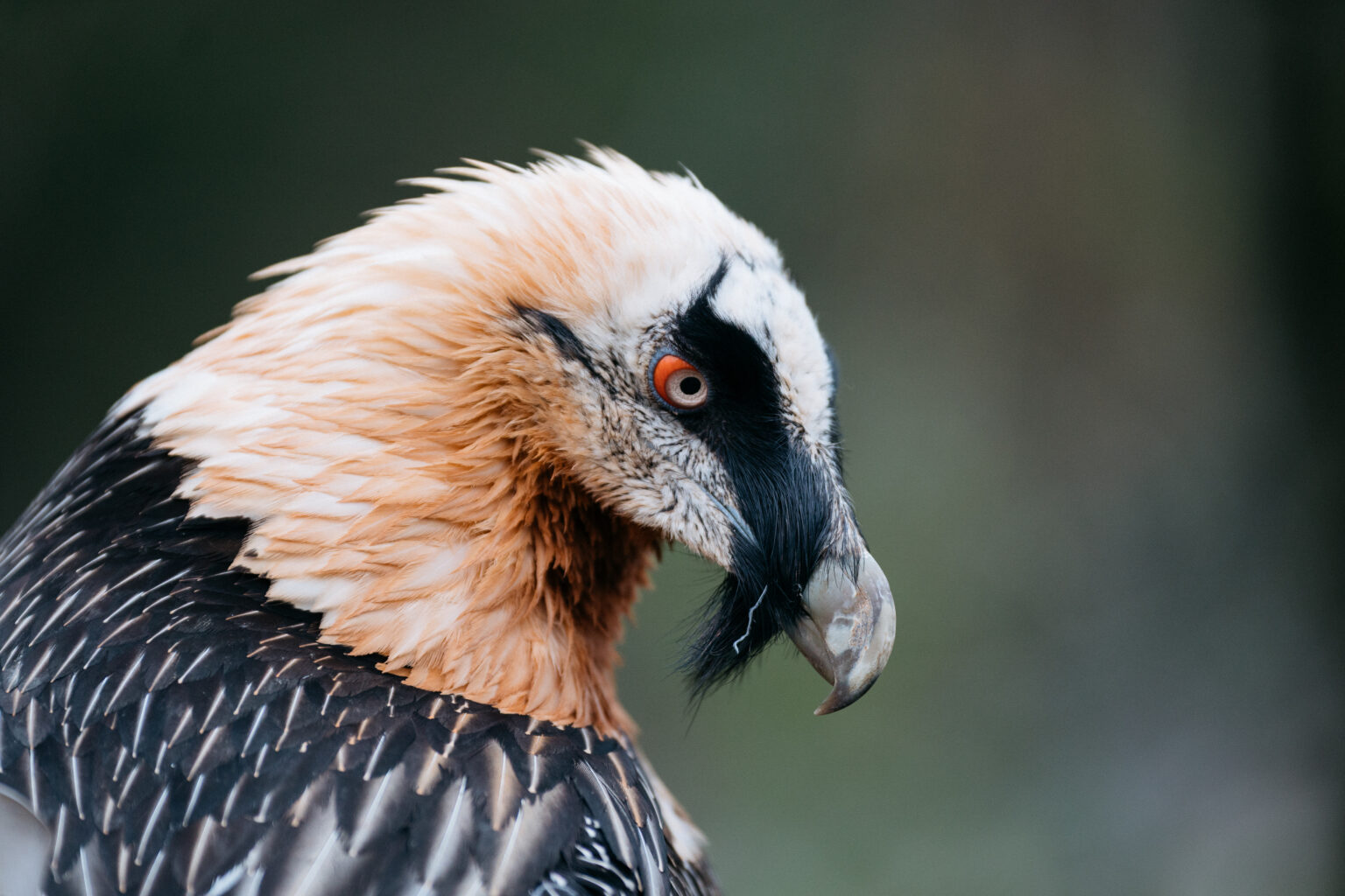 Bartgeier Portrait