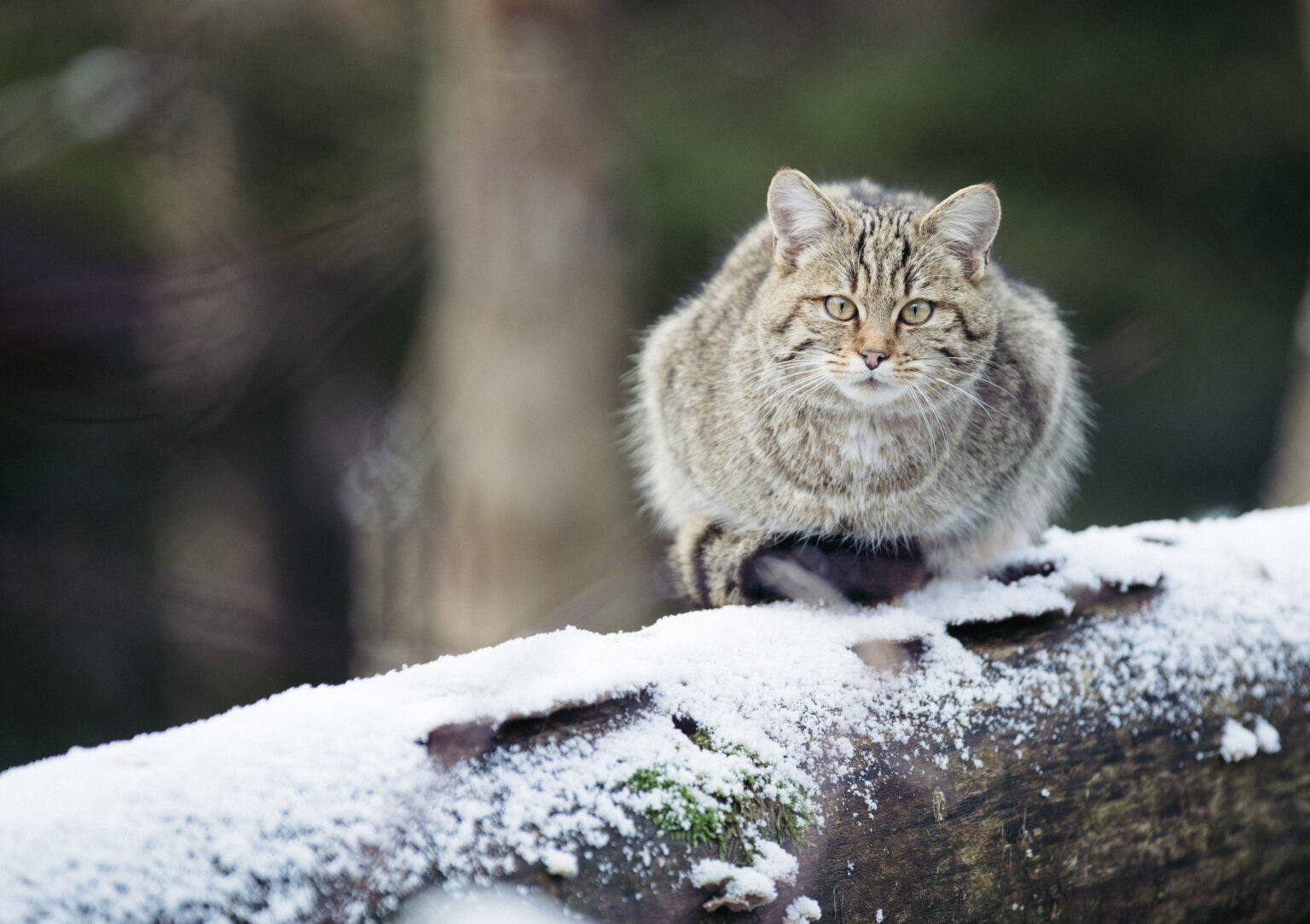 Wildkatze im Winter