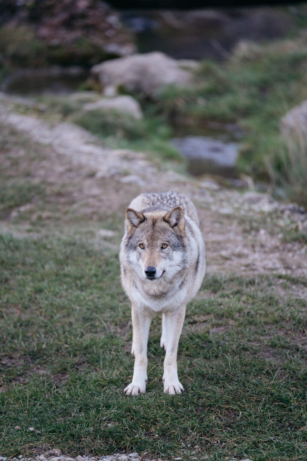 Grauwolf Portrait frontal