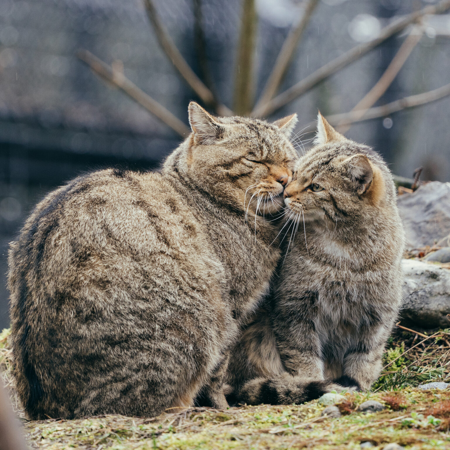Wildkatzen am kuscheln